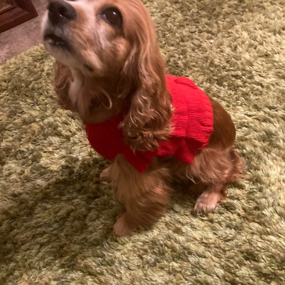Christmas or Valentine's Ruffle Red Dog dress